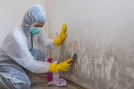 Why You Should Choose Our Mold Remediation Services in South San Francisco, CA